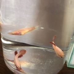 デルタテール　ベタ　熱帯魚　メスの画像