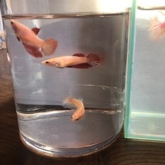 デルタテール　ベタ　熱帯魚　メス