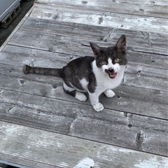 子猫ちゃんの■里親募集■