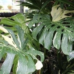 斑入りモンステラ・クワズイモ、譲ってください！