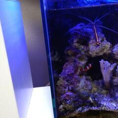 小型海水魚水槽