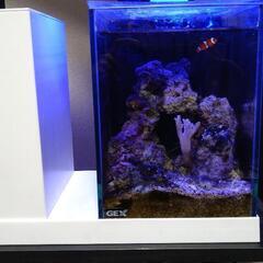 小型海水魚水槽の画像
