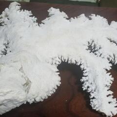 白珊瑚の原木(大)　最終値下の画像