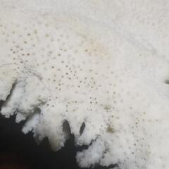 白珊瑚の原木(大)　最終値下の画像