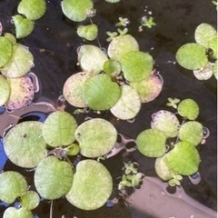 水草　浮草　