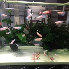 デルタテール　ベタ　熱帯魚　メスの画像