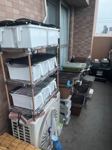 高級メダカ170匹前後+屋外飼育棚、プランター等の用具一式