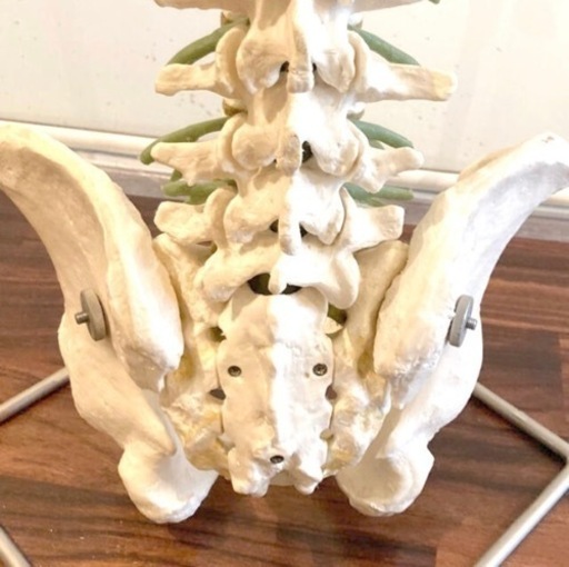 骨模型