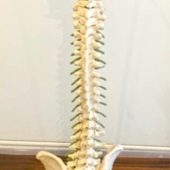 骨模型