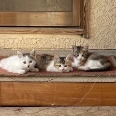 生後1ヶ月　3匹の子猫ちゃん