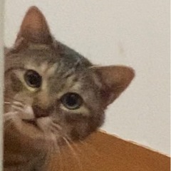 【白黒ニャンコ里親さん見つかりました】ネコの里親さん募集 − 三重県