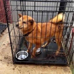 現在の飼育者が体調不良にて飼育困難となりましたので代わりに可愛い...