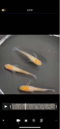 メダカ　黄綺　トリオ♀2♂1