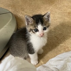 とてもキュートな子猫ちゃん