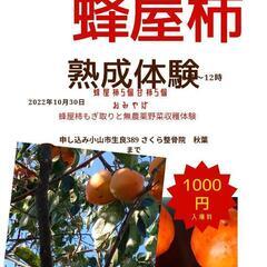 第2回 大きな蜂屋柿収穫と熟成、甘柿野菜収穫体験