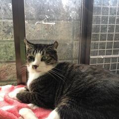 里親決まりました。耳がカールしているセイジくん、2歳、里親募集