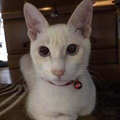 【ありがとうございました】 - 猫