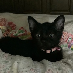 チビ黒君元気いっぱいになりました　里親様決まりました