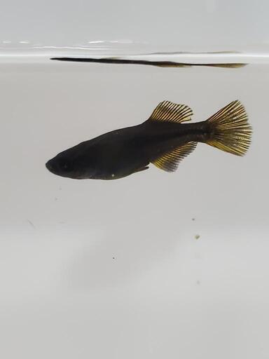 オロチ 黄鰭 光体型 オス4匹メス1匹 (検索用　めだか　メダカ　ヒカリ　黄びれ　カイジ)