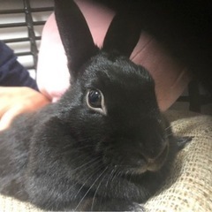 うさ子(ネザーランドドワーフ 黒)