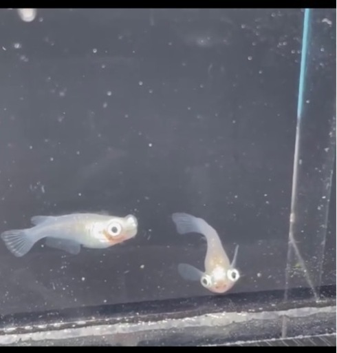 目前メダカ　生魚♀2♂1