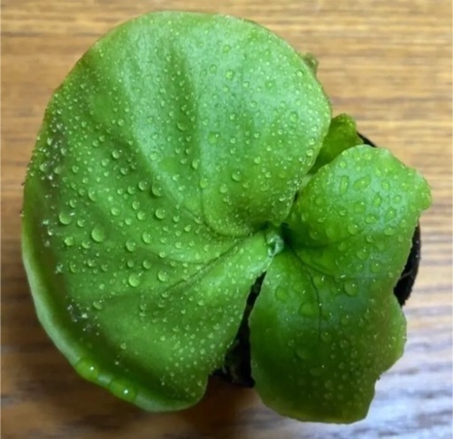 ビカクシダ　リドレイ　胞子培養苗