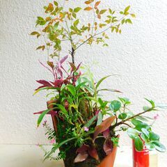 南天とパンダガジュマルの崖