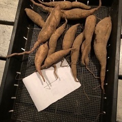 [取引中]無農薬　さつまいも　珍しい品種　追熟済　10314