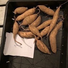 [W杯勝利記念値下げ→取引中]無農薬　さつまいも　珍しい品種　追...