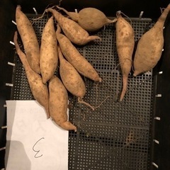 [取引中]無農薬　さつまいも　珍しい品種　追熟済　10313