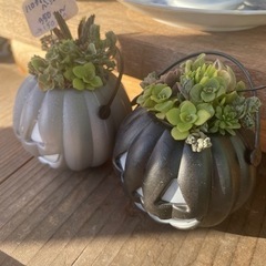 大特価！！ハロウィンカボチャ多肉