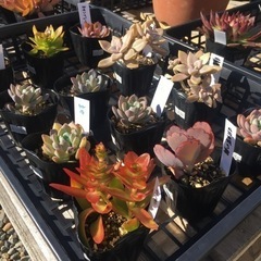多肉植物いろいろ、紅葉しています。