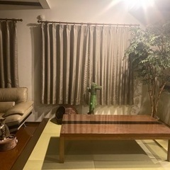 観葉植物