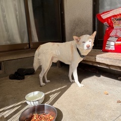 飼い主さん亡くなった為､新しい家族さんに
