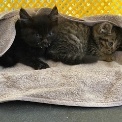 【なる早希望！】生後1ヶ月未満の兄弟仔猫　2匹一緒でお願いします！