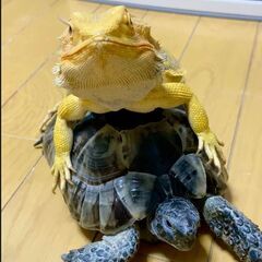 爬虫類・エキゾチックアニマル仲間の募集＠千葉・千葉近隣 - 千葉市