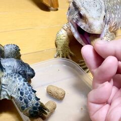 爬虫類・エキゾチックアニマル仲間の募集＠千葉・千葉近隣 - 友達