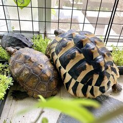 爬虫類・エキゾチックアニマル仲間の募集＠千葉・千葉近隣 − 千葉県