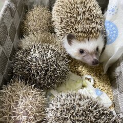 爬虫類・エキゾチックアニマル仲間の募集＠千葉・千葉近隣 - メンバー募集
