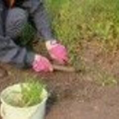 【30分／1袋3000円！】草むしり（45Lのゴミ袋使用）@山武...