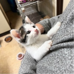 模様が特徴的な白黒ちゃん