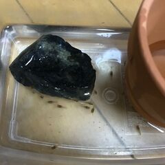 ザリガニの赤ちゃんをもらってください！