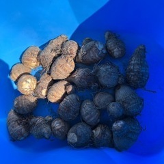 野菜　里芋　1キロ