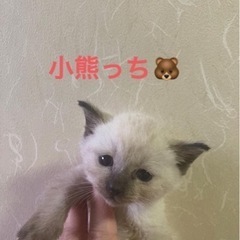 猫のひだまり🐾シャム系子猫里親さん募集