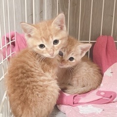 猫のひだまり🐾元気な茶トラ兄弟里親さん募集