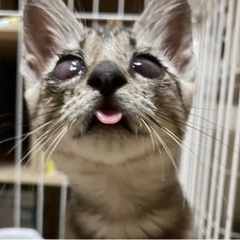 猫のひだまり🐾目が悪い子里親さん募集