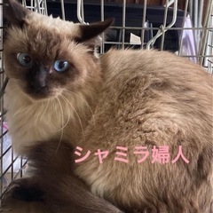 猫のひだまり🐾シャム系長毛さん里親さん募集