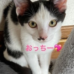 猫のひだまり🐾可愛い女の子