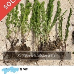 🍀メルカリで野草販売のお手伝いします 災害時の非常食にもなる野草、フリマアプリで売れます。の画像