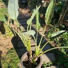 ストレチア　極楽鳥花　開花株　1000円の画像